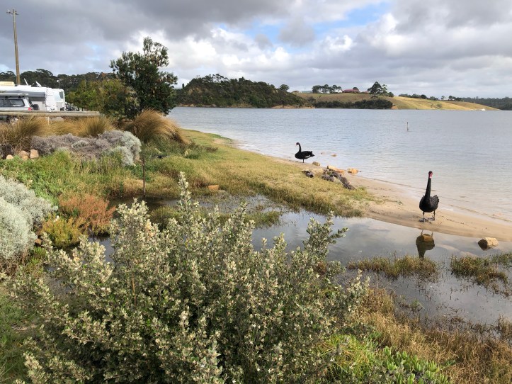 Black Swans at Lakes Entrance Recreation and Camping Reserve