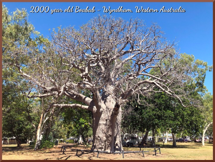 2000 year old Boabab - Wyndham, Western Australia