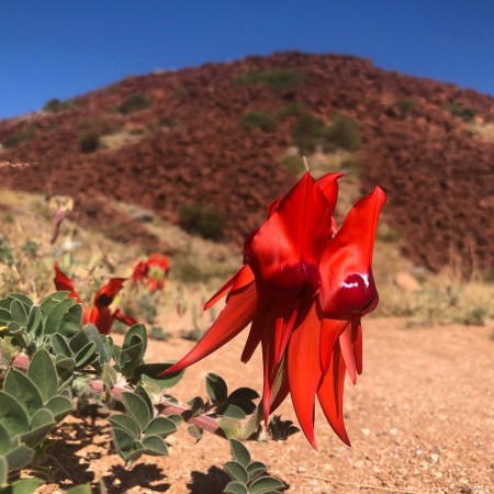 Sturt's Desert Pea, Dampier, Western Australia