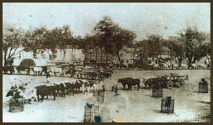 Bullock Teams and Teamsters, Wilcannia, New South Wales